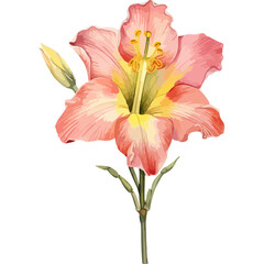 Flower Watercolor element on white background