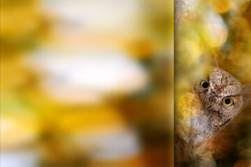 Owl. Photo with a frosted glass effect applied to one side. presentation, card, poster etc. ready-to-use image. Bird: Scops owl. Nature background.
