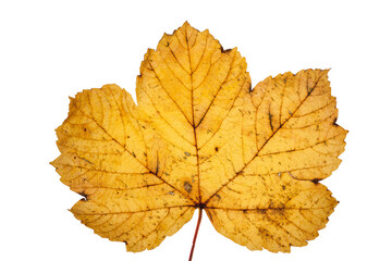 Hoja de arce otoñal color naranja aislada sobre fondo transparente