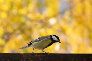 titmouse portrait on a tree branch close up