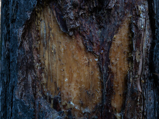Damaged tree. Pine without bark close-up. Resin covers the damaged tree trunk.