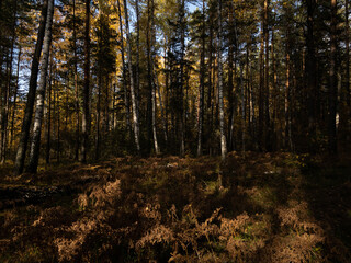 Obraz premium autumn landscape with trees and sky