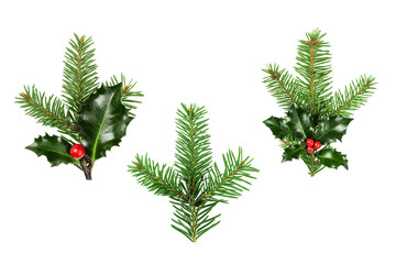 Collection of Fir tree and holly berries branch cut out on transparent background. Christmas tree and holly berries twig for design. - 658713289
