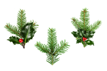 Collection of Fir tree and holly berries branch cut out on transparent background. Christmas tree and holly berries twig for design.