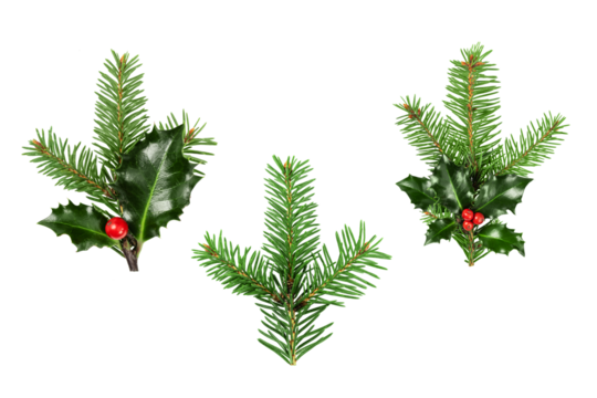 Collection of Fir tree and holly berries branch cut out on transparent background. Christmas tree and holly berries twig for design.
