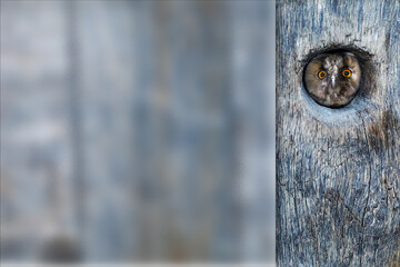 Long eared Owl. Photo with a frosted glass effect applied to one side. presentation, card, poster etc. ready-to-use image.