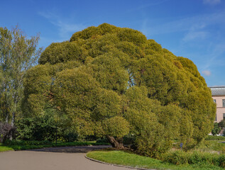 road in the park