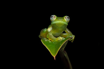 Teratohyla spinosa (common name: spiny Cochran frog) is a species of frog in the family Centrolenidae. It is found in the Pacific lowlands of northern and central Ecuador and western Colombia