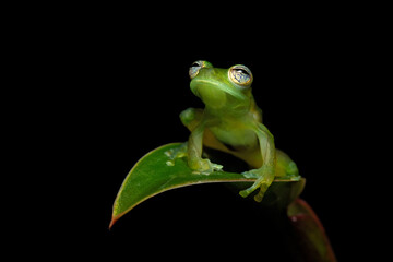 Teratohyla spinosa (common name: spiny Cochran frog) is a species of frog in the family Centrolenidae. It is found in the Pacific lowlands of northern and central Ecuador and western Colombia