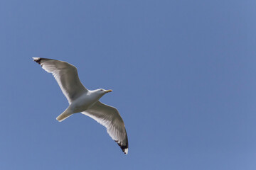 seagull flying in clear blue sky