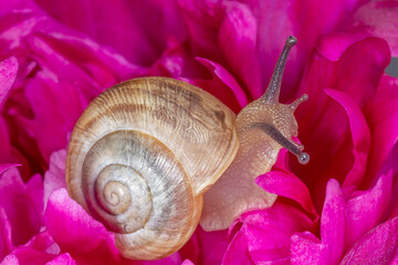 brown snail sitting on purple peony flower