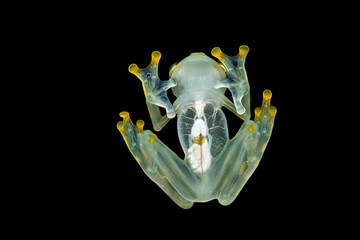 Hyalinobatrachium valerioi, sometimes known as the La Palma glass frog, is a species of frog in the family Centrolenidae. It is found in central Costa Rica and south to Panama