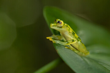 Hyalinobatrachium valerioi, sometimes known as the La Palma glass frog, is a species of frog in the family Centrolenidae. It is found in central Costa Rica and south to Panama
