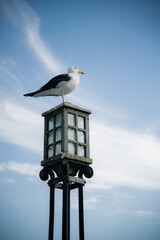 seagull perched on a lamp post