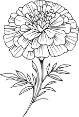 Marigold birth flower vector illustration, beautiful marigold flower bouquet, hand-drawn coloring pages marigold flower drawing of artistic marigold engraved ink art, primula flower tattoo design