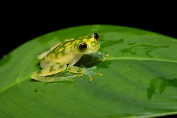 Hyalinobatrachium valerioi, sometimes known as the La Palma glass frog, is a species of frog in the family Centrolenidae. It is found in central Costa Rica and south to Panama