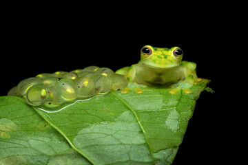 Hyalinobatrachium valerioi, sometimes known as the La Palma glass frog, is a species of frog in the...