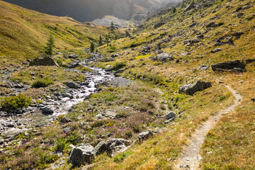Fototapeta na wymiar Alpine colors in summer