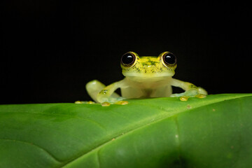 Hyalinobatrachium valerioi, sometimes known as the La Palma glass frog, is a species of frog in the...