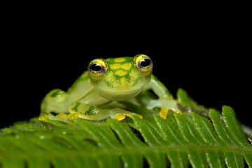 Hyalinobatrachium valerioi, sometimes known as the La Palma glass frog, is a species of frog in the family Centrolenidae. It is found in central Costa Rica and south to Panama