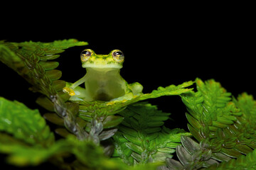 Hyalinobatrachium valerioi, sometimes known as the La Palma glass frog, is a species of frog in the...