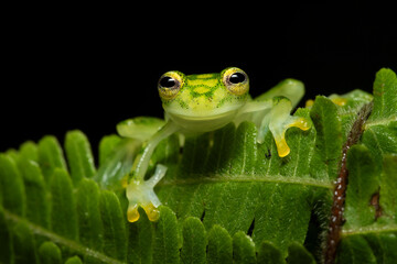 Hyalinobatrachium valerioi, sometimes known as the La Palma glass frog, is a species of frog in the family Centrolenidae. It is found in central Costa Rica and south to Panama