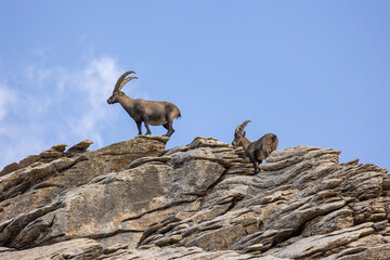 Ibex from ubaye