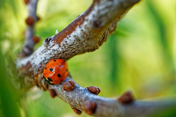 Red ladybug on branch