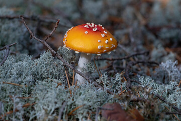 Young fly agaric mushroom in moss