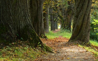 a beautiful park of trees