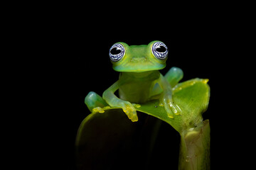 Common name Limon giant glass frog has been coined for this species, apparently in reference to its type locality in the canton of Limón, Costa Rica and it is also known as the ghost glass frog.