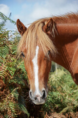 portrait of a horse looking at camera. brown wild horse in the New Forest National Park in Hampshire England. Curious animals
