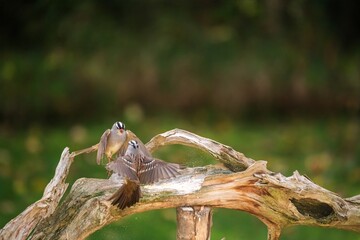 White Crowned Sparrows sparring for perch