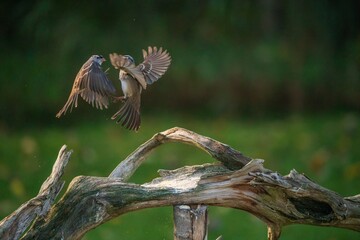 White Crowned Sparrows fighting