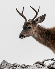 Male Black Tail Deer Silhouette