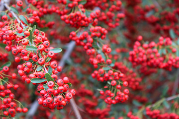 red berries on a branch - Powered by Adobe