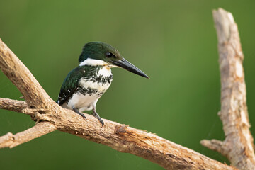 The green kingfisher (Chloroceryle americana) is a species of 