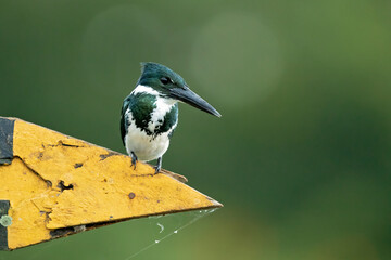 Naklejka premium The green kingfisher (Chloroceryle americana) is a species of 