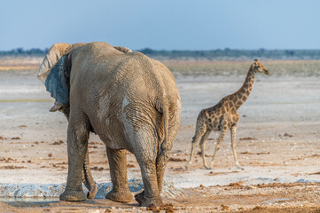 An elephant guards a waterhole preventing other animals from approaching in the Etosha National Park in Namibia in the dry season