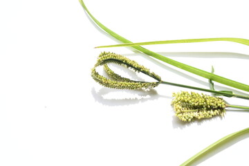 Eleusine coracana or finger millet. It is called Ragi and madua in India and Kodo in Nepal. It  is an annual herbaceous plant. Its widely grown as a cereal crop in the in Africa and Asia.