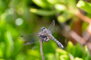 Closeup of dragonfly perched on branch