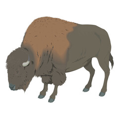 american bison isolated on white