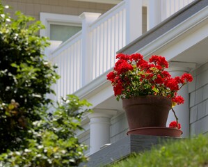 Isolated flower pot next to home with red flowers