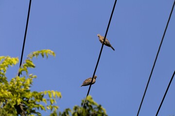 Two pigeons sitting on telephone wire