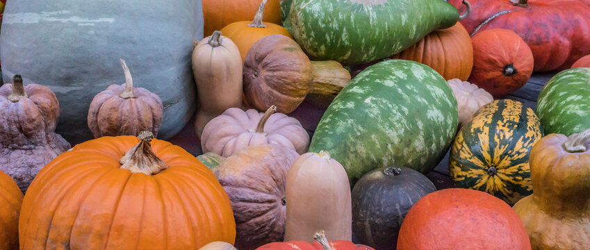 image with varieties of pumpkins in full screen