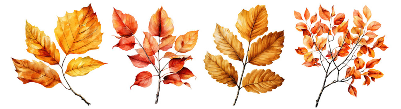Set of Watercolor illustration autumn leaves brown, Red and orange color illustration , elegant watercolor , isolated transparent background, PNG.