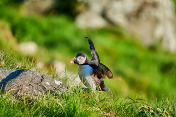 Cute and adorable Puffin, fratercula, on a cliff in Norway.