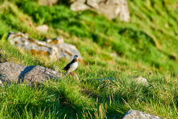 Cute and adorable Puffin, fratercula, on a cliff in Norway.