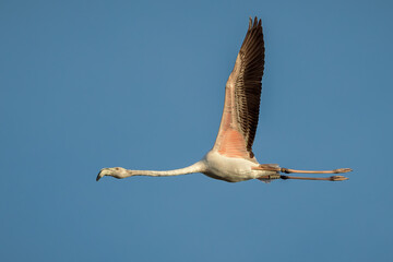 Common flamingo (Phoenicopterus ruber).