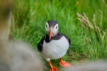 Cute and adorable Puffin, fratercula, on a cliff in Norway.